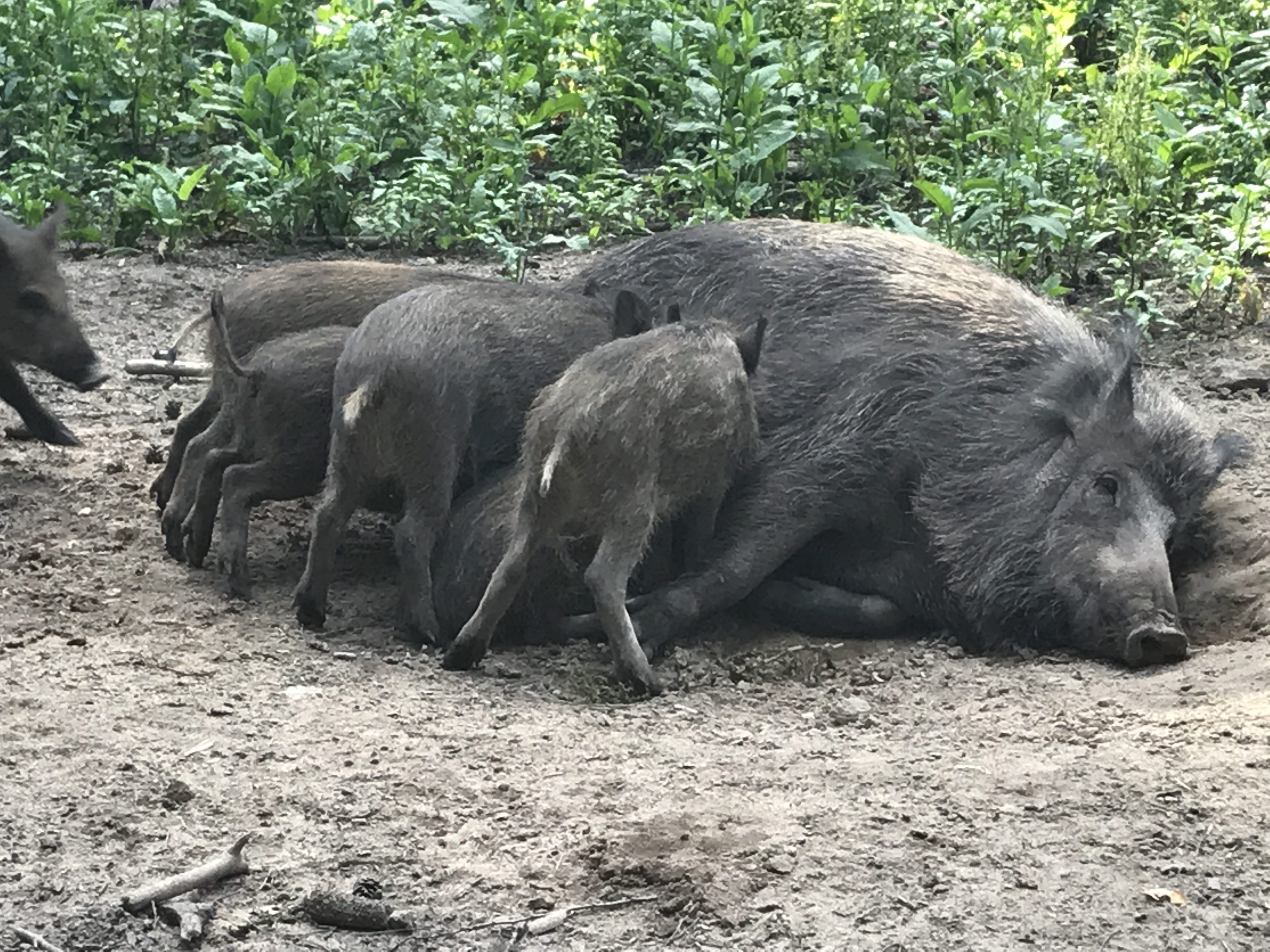 Wildschweine
